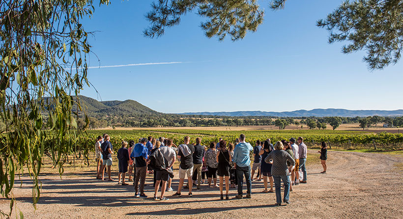 Robert Stein Vineyard